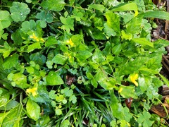 Ranunculus silerifolius