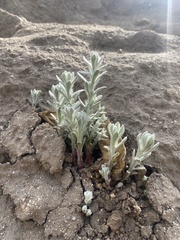 Lepidospartum squamatum