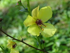 Verbascum sinuatum