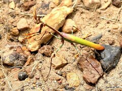 Empusa binotata