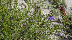 Polygala uncinata