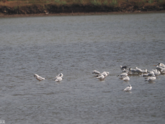 Chroicocephalus genei