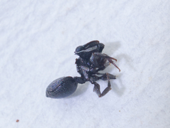 Cephalotes depressus