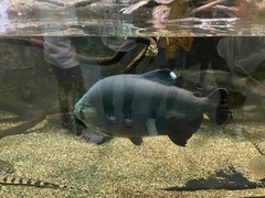 Piaractus brachypomus