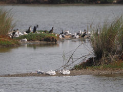 Chroicocephalus genei