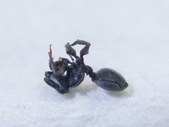 Cephalotes depressus
