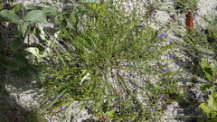 Polygala uncinata
