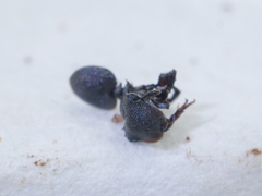 Cephalotes depressus