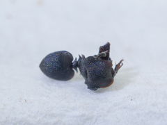 Cephalotes depressus
