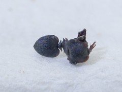 Cephalotes depressus