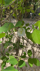 Clitoria ternatea albiflora
