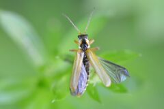Cantharis decipiens