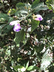 Strobilanthes formosana