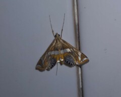 Margarosticha euprepialis