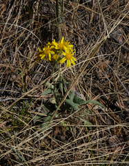 Tephroseris integrifolia