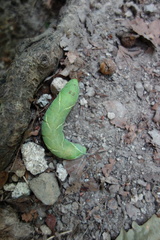 Marumba quercus