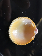 Dallocardia muricata