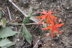 Silene fulgens