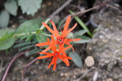 Silene fulgens