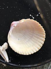 Dallocardia muricata