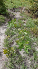 Terminalia brachystemma