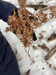 Pteridium aquilinum latiusculum