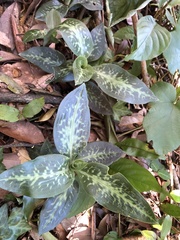 Goodyera daibuzanensis
