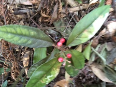 Ardisia brevicaulis