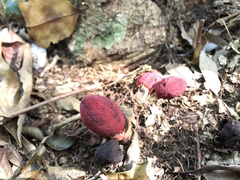 Balanophora yakushimensis