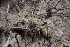 Tillandsia lorentziana