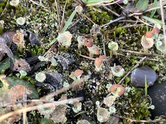Cladonia chlorophaea