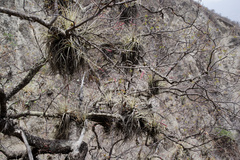 Tillandsia lorentziana