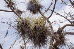 Tillandsia lorentziana