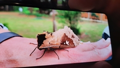 Lophostethus dumolinii