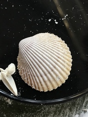 Dallocardia muricata