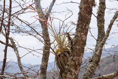 Tillandsia lorentziana