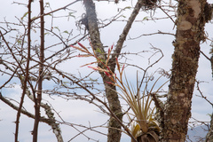 Tillandsia lorentziana