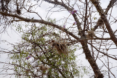 Tillandsia streptocarpa