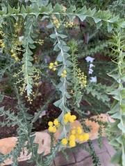 Acacia cultriformis