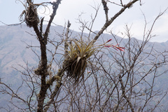 Tillandsia lorentziana
