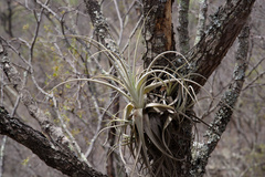 Tillandsia lorentziana