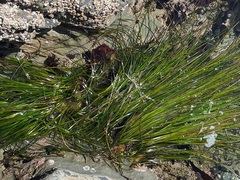 Phyllospadix torreyi