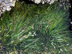 Phyllospadix scouleri