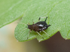 Aphis