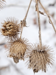 Arctium minus