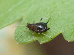 Aphis
