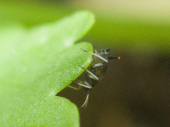 Aphis