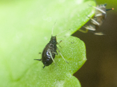 Aphis