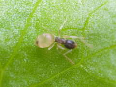 Tapinoma melanocephalum