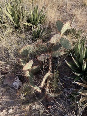 Opuntia phaeacantha